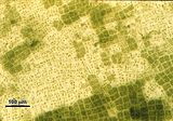 Sori di organi pluriloculari